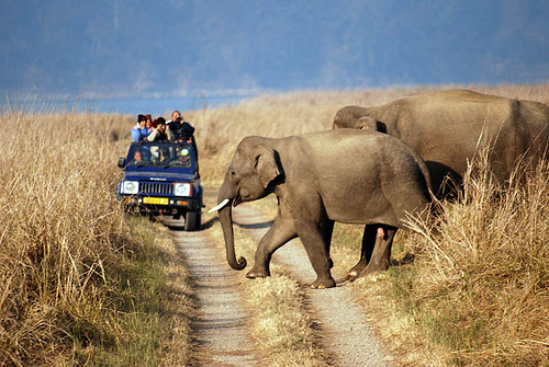 Sariska Tiger Tour